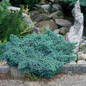 Borievka šupinatá (Juniperus squamata) ´BLUE STAR´ - ∅ 20-30 cm, kont. C3L